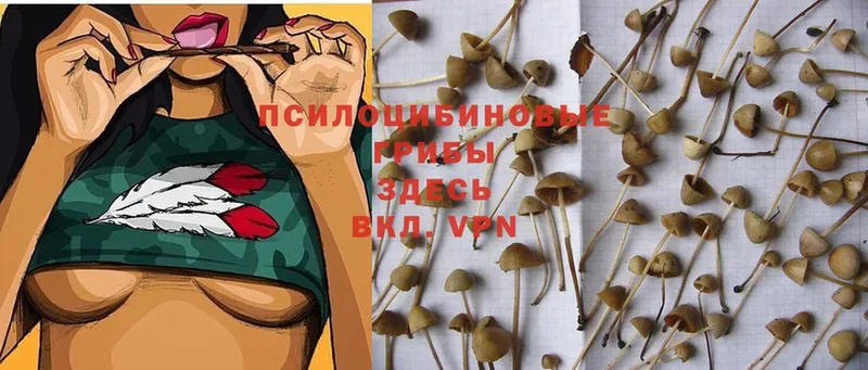 Галлюциногенные грибы Cubensis  Выборг 